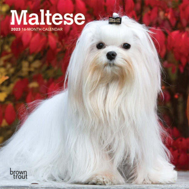 Maltese | 2023 7 x 14 Inch Monthly Mini Wall Calendar | BrownTrout | Animals Small Dog Breeds DogDays