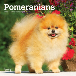 Pomeranians | 2023 7 x 14 Inch Monthly Mini Wall Calendar | BrownTrout | Animals Small Dog Breeds DogDays