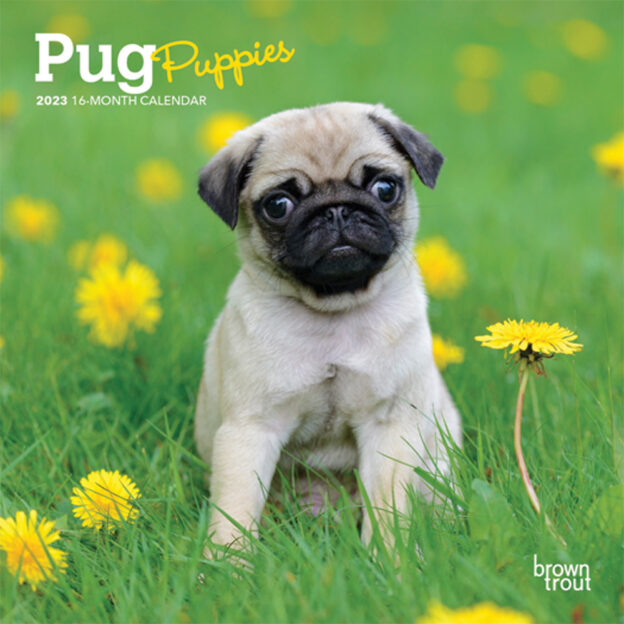 Pug Puppies | 2023 7 x 14 Inch Monthly Mini Wall Calendar | BrownTrout | Animals Dog Breeds Puppy DogDays
