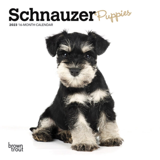 Schnauzer Puppies | 2023 7 x 14 Inch Monthly Mini Wall Calendar | BrownTrout | Animals Dog Breeds Puppy DogDays