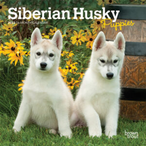 Siberian Husky Puppies | 2023 7 x 14 Inch Monthly Mini Wall Calendar | BrownTrout | Animal Dog Breeds Huskies DogDays