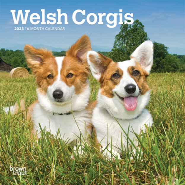 Welsh Corgis | 2023 7 x 14 Inch Monthly Mini Wall Calendar | BrownTrout | Animals Dog Breeds DogDays