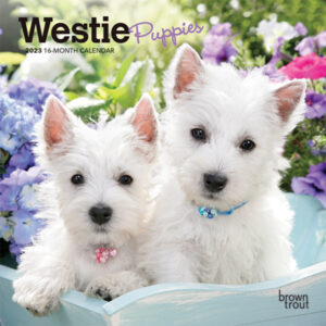 West Highland White Terrier Puppies | 2023 7 x 14 Inch Monthly Mini Wall Calendar | BrownTrout | Animals Dog Breeds Puppy DogDays