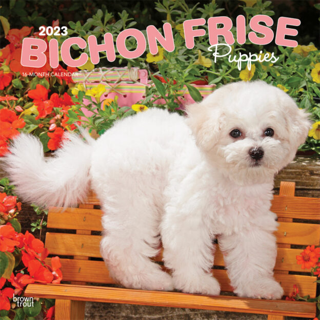 Bichon Frise Puppies | 2023 12 x 24 Inch Monthly Square Wall Calendar | BrownTrout | Animals Dog Breeds Puppy DogDays