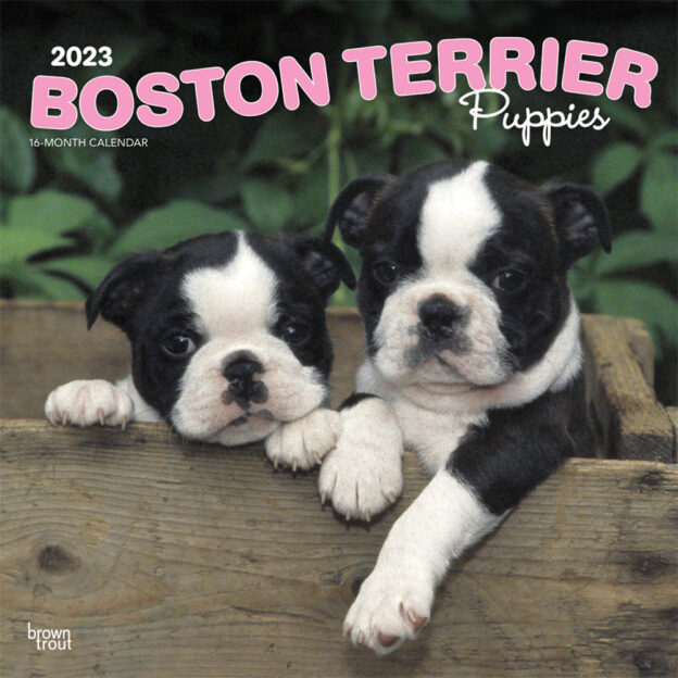 Boston Terrier Puppies | 2023 12 x 24 Inch Monthly Square Wall Calendar | BrownTrout | Animals Dog Breeds Puppy DogDays