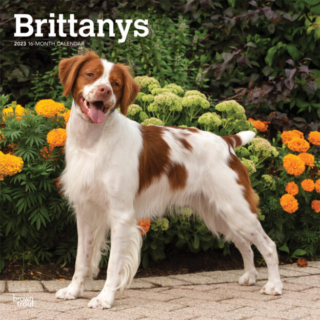 Brittanys | 2023 12 x 24 Inch Monthly Square Wall Calendar | BrownTrout | Animals Dog Breeds DogDays