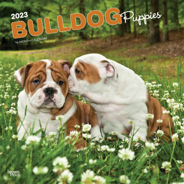 Bulldog Puppies | 2023 12 x 24 Inch Monthly Square Wall Calendar | BrownTrout | Animals Dog Breeds DogDays