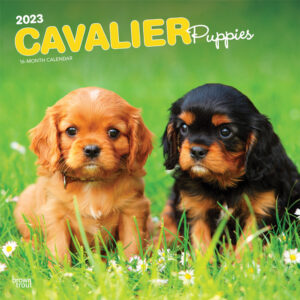 Cavalier King Charles Spaniel Puppies | 2023 12 x 24 Inch Monthly Square Wall Calendar | BrownTrout | Animals Dog Breeds Puppy DogDays