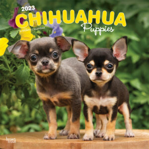 Chihuahua Puppies | 2023 12 x 24 Inch Monthly Square Wall Calendar | BrownTrout | Animals Small Dog Breeds DogDays