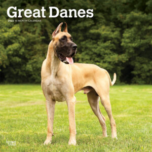 Great Danes | 2023 12 x 24 Inch Monthly Square Wall Calendar | BrownTrout | Animals Dog Breeds DogDays