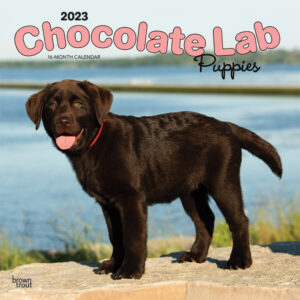 Chocolate Labrador Retriever Puppies | 2023 12 x 24 Inch Monthly Square Wall Calendar | BrownTrout | Animals Dog Breeds Puppy DogDays