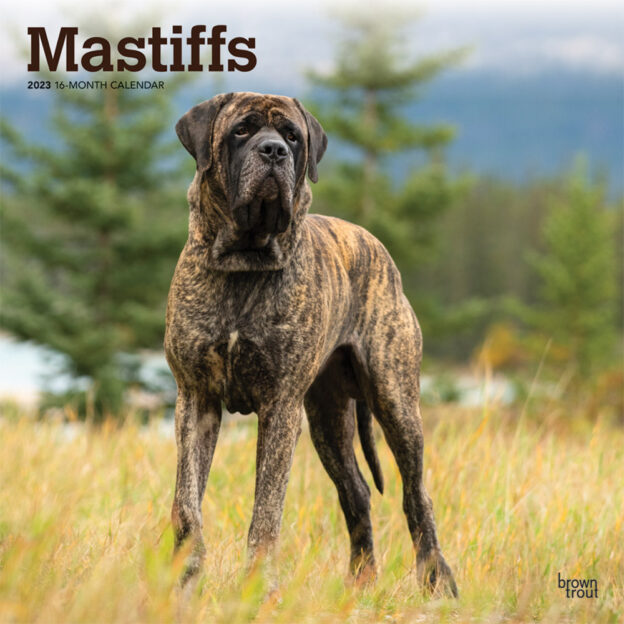 Mastiffs | 2023 12 x 24 Inch Monthly Square Wall Calendar | BrownTrout | Animals Dog Breeds DogDays