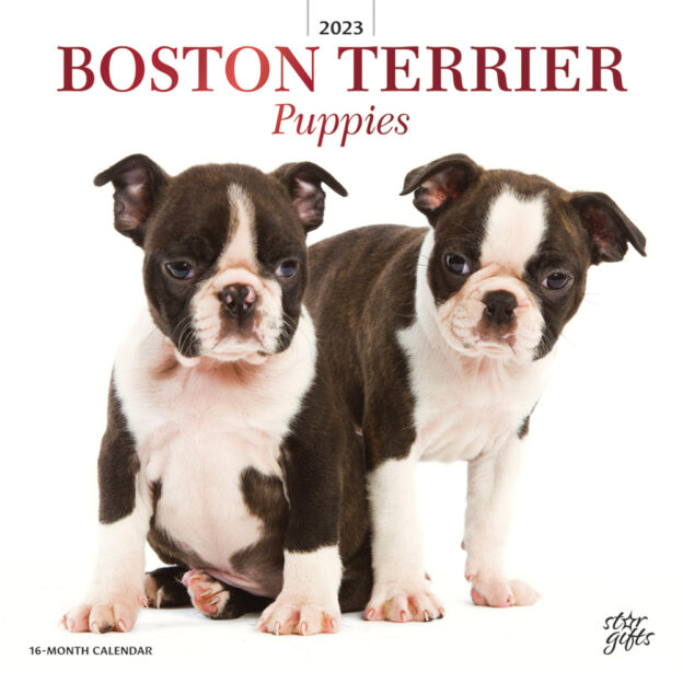 Boston Terrier Puppies | 2023 12 x 24 Inch Monthly Square Wall Calendar | Foil Stamped Cover and Stickers | StarGifts | Animals Dog Breeds Puppy DogDays
