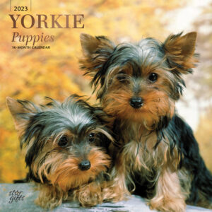 Yorkshire Terrier Puppies | 2023 12 x 24 Inch Monthly Square Wall Calendar | Foil Stamped Cover and Stickers | StarGifts | Animals Small Dog Breeds Yorkies DogDays