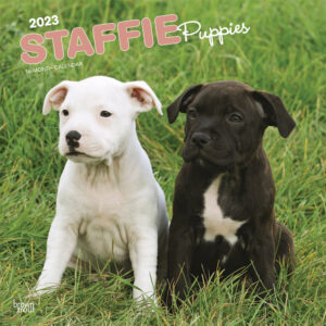 Staffordshire Bull Terriers Puppies | 2023 12 x 24 Inch Monthly Square Wall Calendar | BrownTrout | Staffies Dog Breeds DogDays