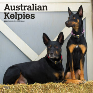 Australian Kelpies | 2023 12 x 24 Inch Monthly Square Wall Calendar | BrownTrout | Animal Dog Breeds DogDays
