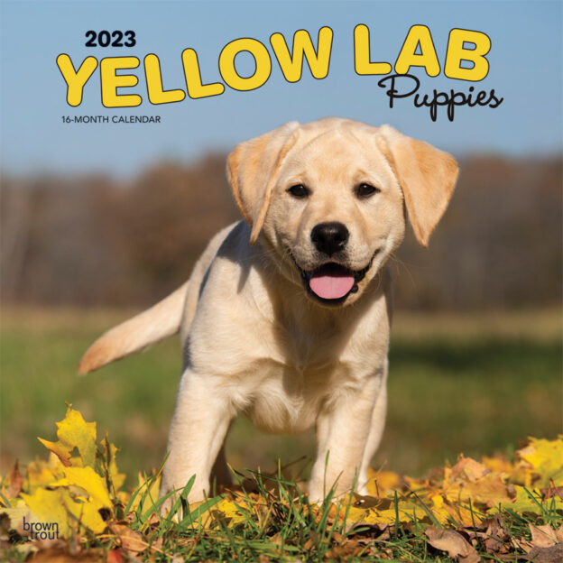 Yellow Labrador Retriever Puppies | 2023 12 x 24 Inch Monthly Square Wall Calendar | BrownTrout | Animals Dog Breeds Puppy DogDays