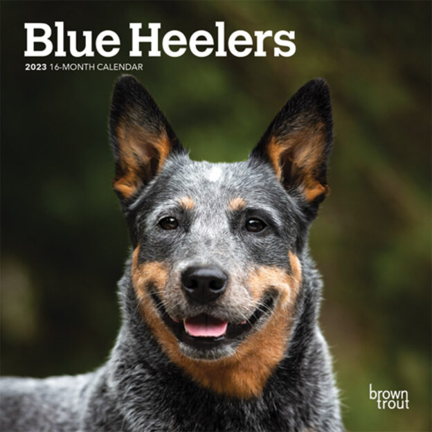 Blue Heelers | 2023 7 x 14 Inch Monthly Mini Wall Calendar | BrownTrout | Animals Dog Breeds DogDays