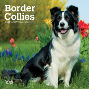 Border Collies | 2023 7 x 14 Inch Monthly Mini Wall Calendar | BrownTrout | Animals Dog Breeds DogDays