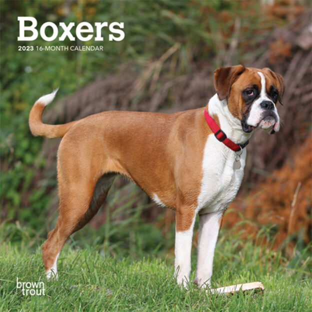 Boxers International Edition | 2023 7 x 14 Inch Monthly Mini Wall Calendar | BrownTrout | Animals Dog Breeds DogDays