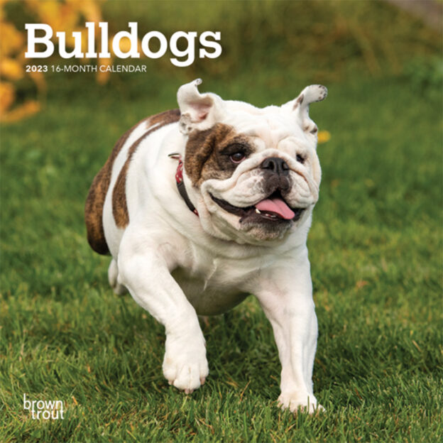 Bulldogs | 2023 7 x 14 Inch Monthly Mini Wall Calendar | BrownTrout | Animals Dog Breeds DogDays