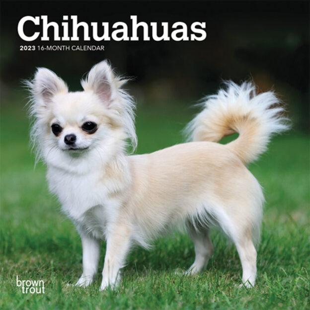 Chihuahuas | 2023 7 x 14 Inch Monthly Mini Wall Calendar | BrownTrout | Animals Small Dog Breeds Puppies DogDays