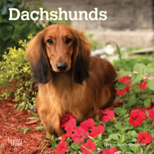 Dachshunds | 2023 7 x 14 Inch Monthly Mini Wall Calendar | BrownTrout | Animals Dog Breeds DogDays