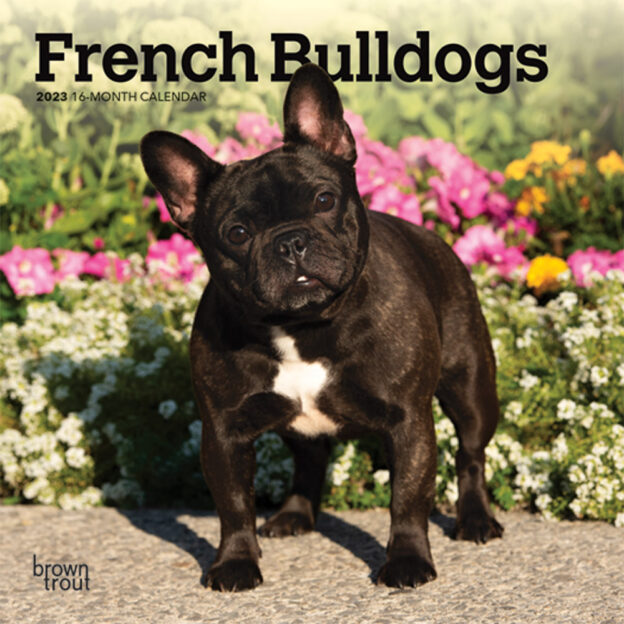 French Bulldogs | 2023 7 x 14 Inch Monthly Mini Wall Calendar | BrownTrout | Animals Dog Breeds DogDays