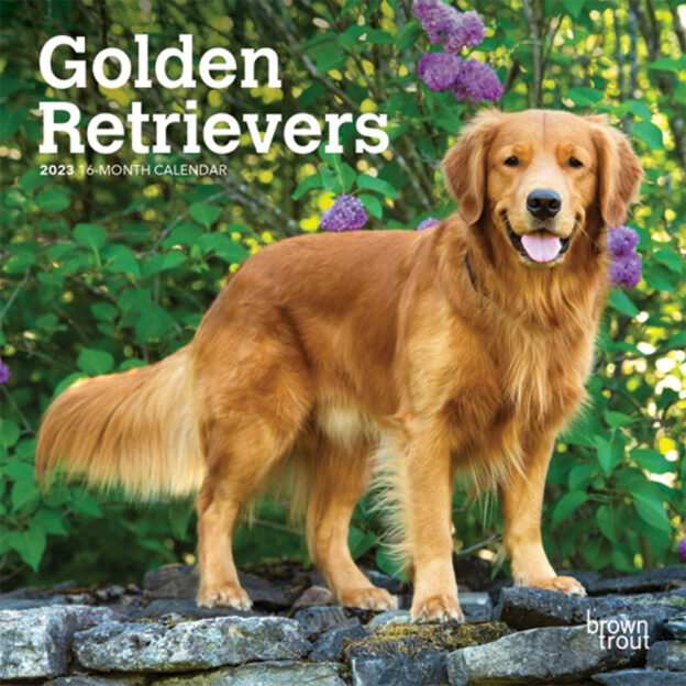 Golden Retrievers | 2023 7 x 14 Inch Monthly Mini Wall Calendar | BrownTrout | Animals Dog Breeds Retriever