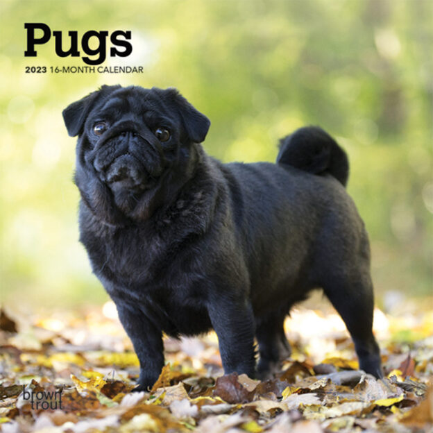 Pugs | 2023 7 x 14 Inch Monthly Mini Wall Calendar | BrownTrout | Animals Dog Breeds DogDays