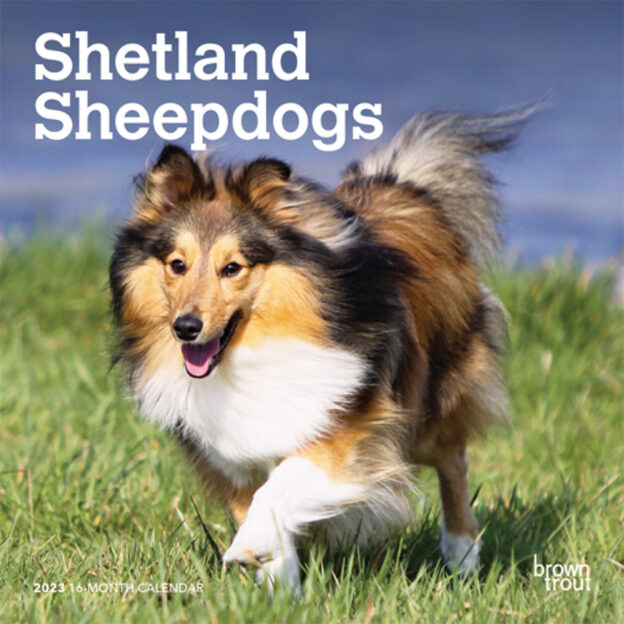 Shetland Sheepdogs | 2023 7 x 14 Inch Monthly Mini Wall Calendar | BrownTrout | Animals Dog Breeds DogDays