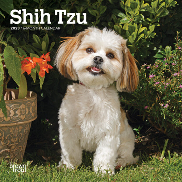 Shih Tzu | 2023 7 x 14 Inch Monthly Mini Wall Calendar | BrownTrout | Animals Small Dog Breeds DogDays