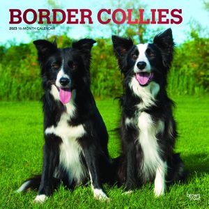 Border Collies | 2023 12 x 24 Inch Monthly Square Wall Calendar | Foil Stamped Cover | BrownTrout | Animals Dog Breeds DogDays
