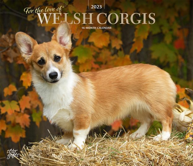 For the Love of Welsh Corgis | 2023 14 x 24 Inch Monthly Deluxe Wall Calendar | Foil Stamped Cover and Stickers | StarGifts | Animal Dog Breeds DogDays