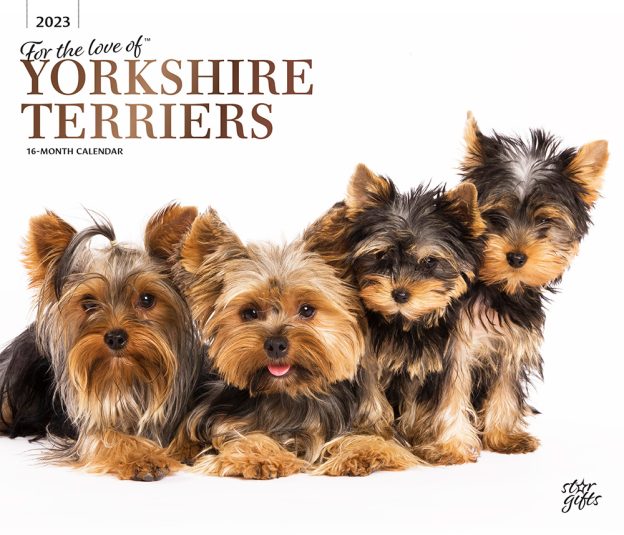 For the Love of Yorkshire Terriers | 2023 14 x 24 Inch Monthly Deluxe Wall Calendar | Foil Stamped Cover and Stickers | StarGifts | Animal Small Dog Breeds DogDays