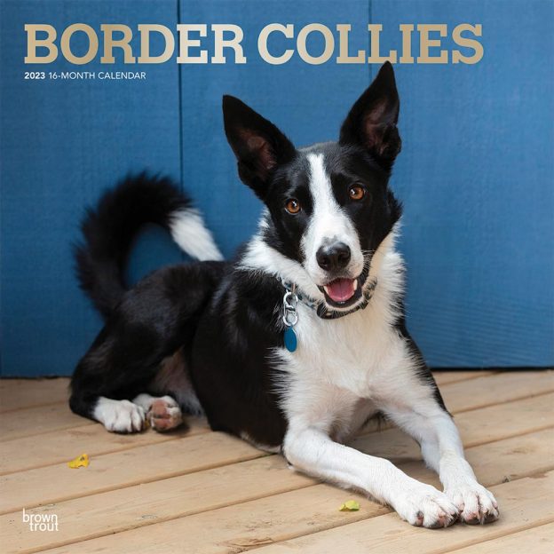 Border Collies | 2023 12 x 24 Inch Monthly Square Wall Calendar | Foil Stamped Cover | BrownTrout | Animals Dog Breeds DogDays