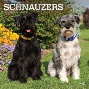 Schnauzers | 2023 12 x 24 Inch Monthly Square Wall Calendar | Foil Stamped Cover | BrownTrout | Animals Dog Breeds DogDays